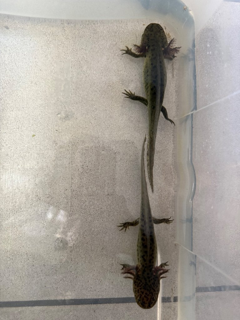 Wildkleur axolotls, Animaux & Accessoires
