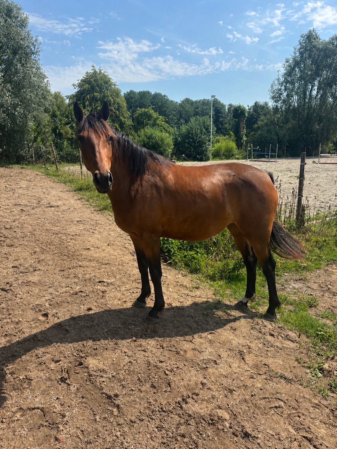 3-jarige spring gefokte merrie, Dieren en Toebehoren, Paarden, Merrie, 3 tot 6 jaar
