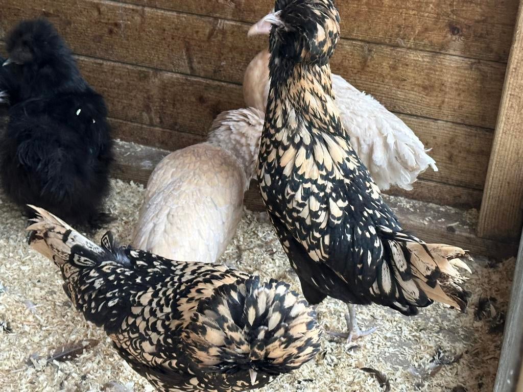 Padua kippen, Dieren en Toebehoren