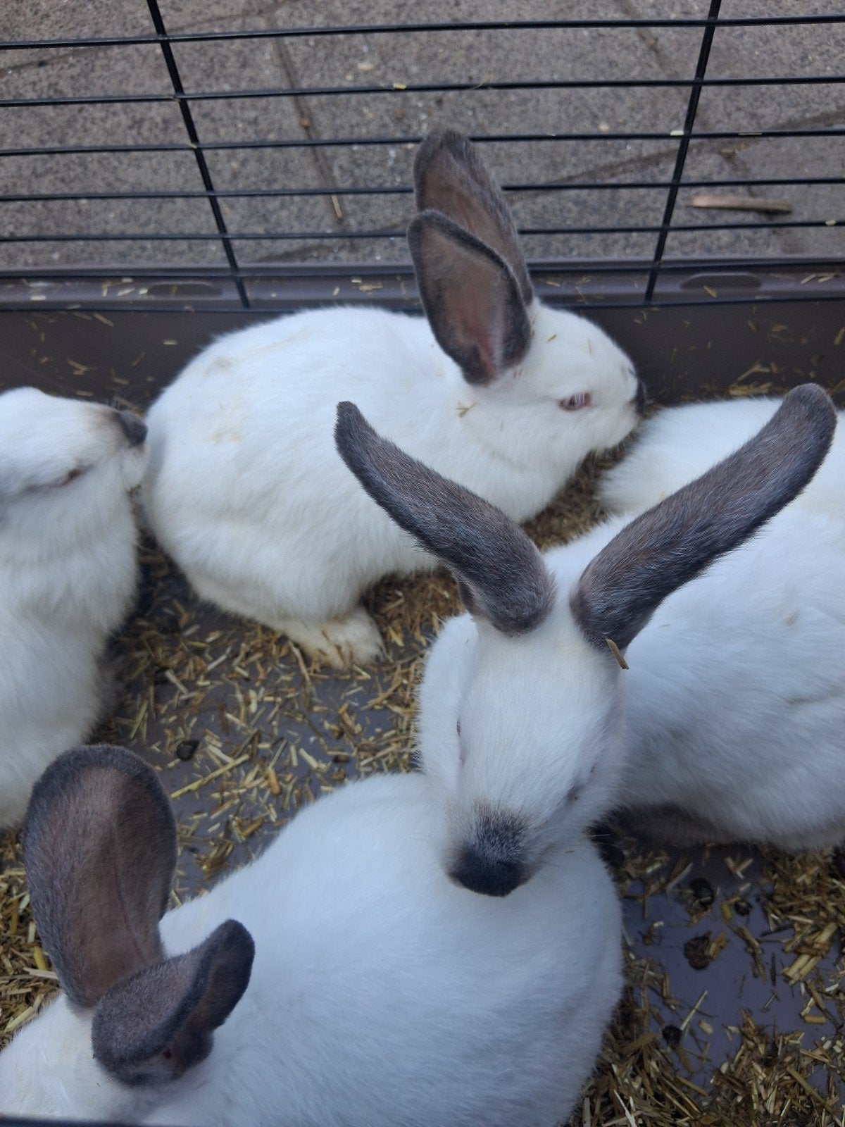 californian konijnen te koop, Meerdere dieren, Middelgroot, 0 tot 2 jaar
