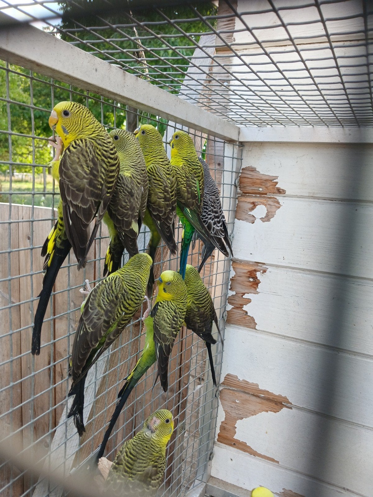 Perruches Blackwing, Animaux & Accessoires, Plusieurs animaux, Perruche, Bagué