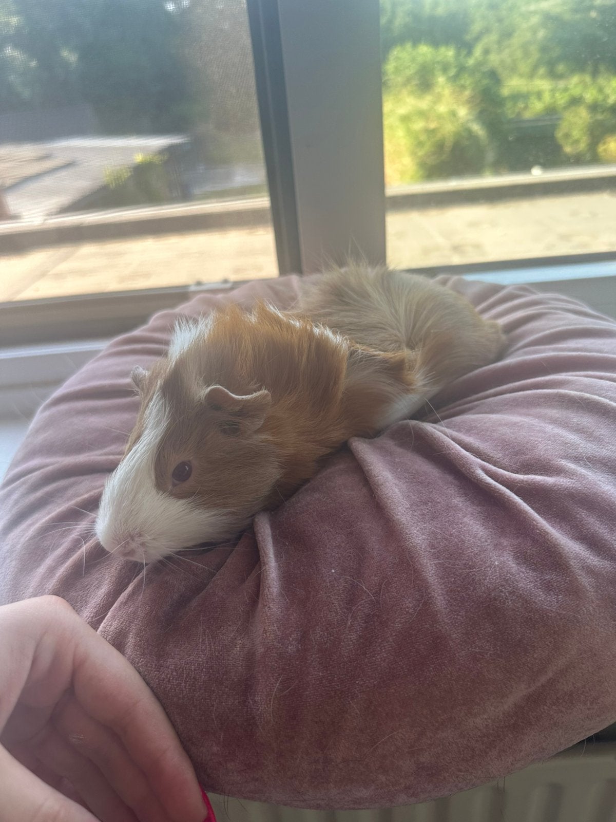 Mannelijke cavia, Dieren en Toebehoren, Meerdere dieren, Langharig, 0 tot 2 jaar