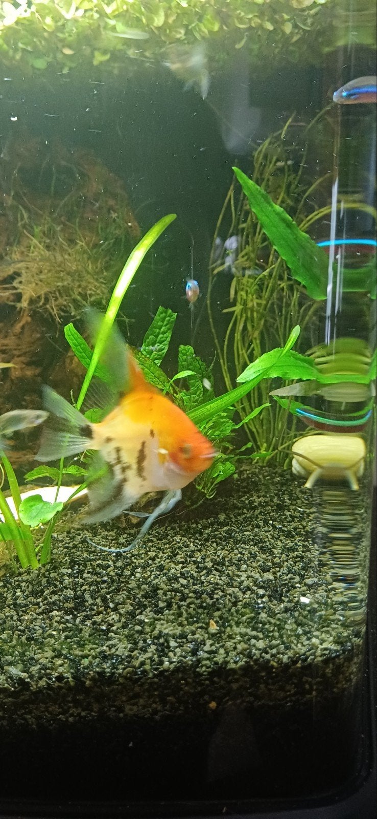 Maanvis, Dieren en Toebehoren, Vissen | Aquariumvissen