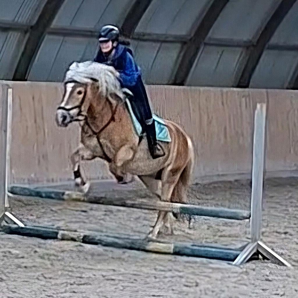 Haflinger merrie 12 jaar, Merrie, Met stamboom, Springpony, L