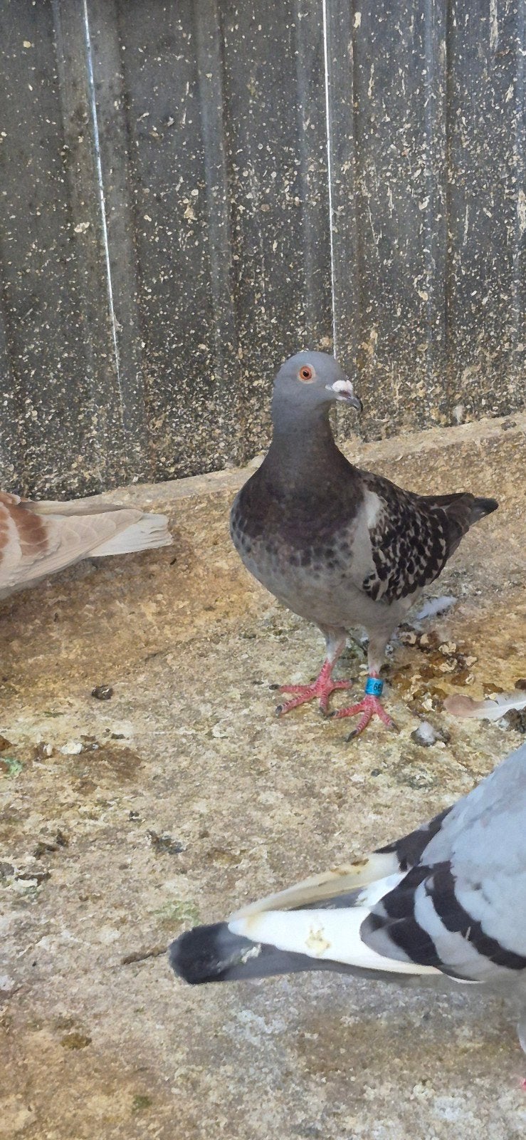 Duiven te koop 10 stok voor 50 euro, Animaux & Accessoires, Oiseaux | Pigeons