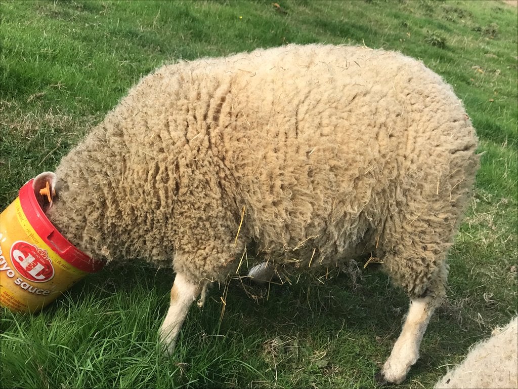 Schapen, Dieren en Toebehoren