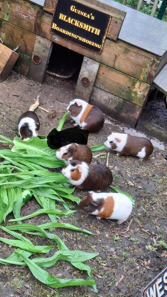 Cavia zeugjes, Dieren en Toebehoren, Knaagdieren, Vrouwelijk, Cavia, Augustus