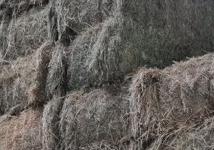 mooi hooi 2026 grote rechthoekige balen