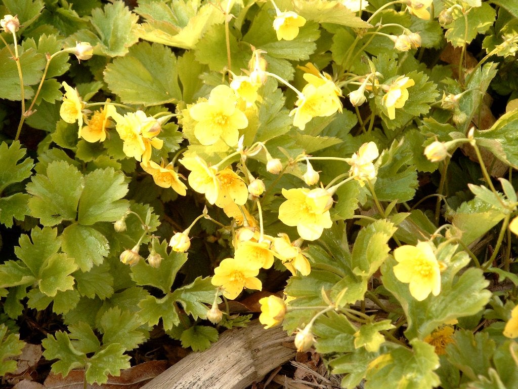 Waldsteinia ternata een geel bloeiende bodembedekker, Tuin en Terras, Planten | Tuinplanten, Vaste plant, Bodembedekkers, Halfschaduw