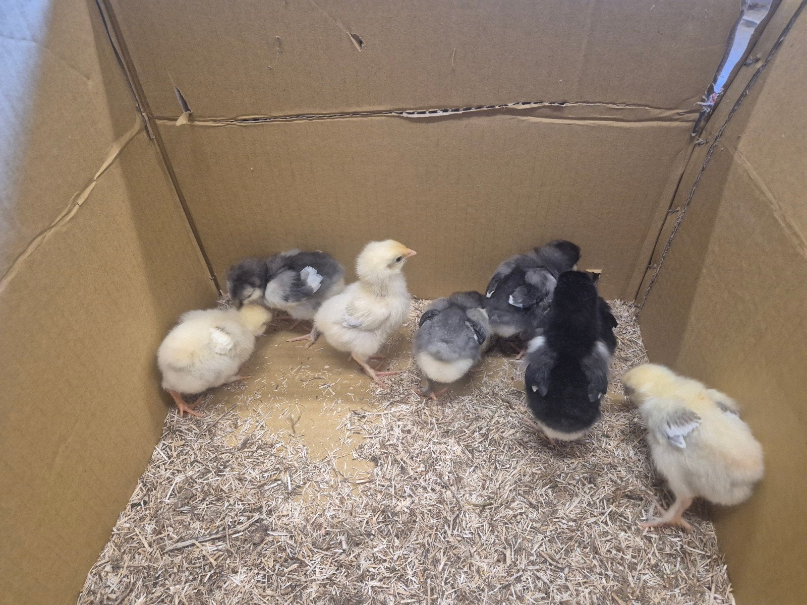 Poules et poussins