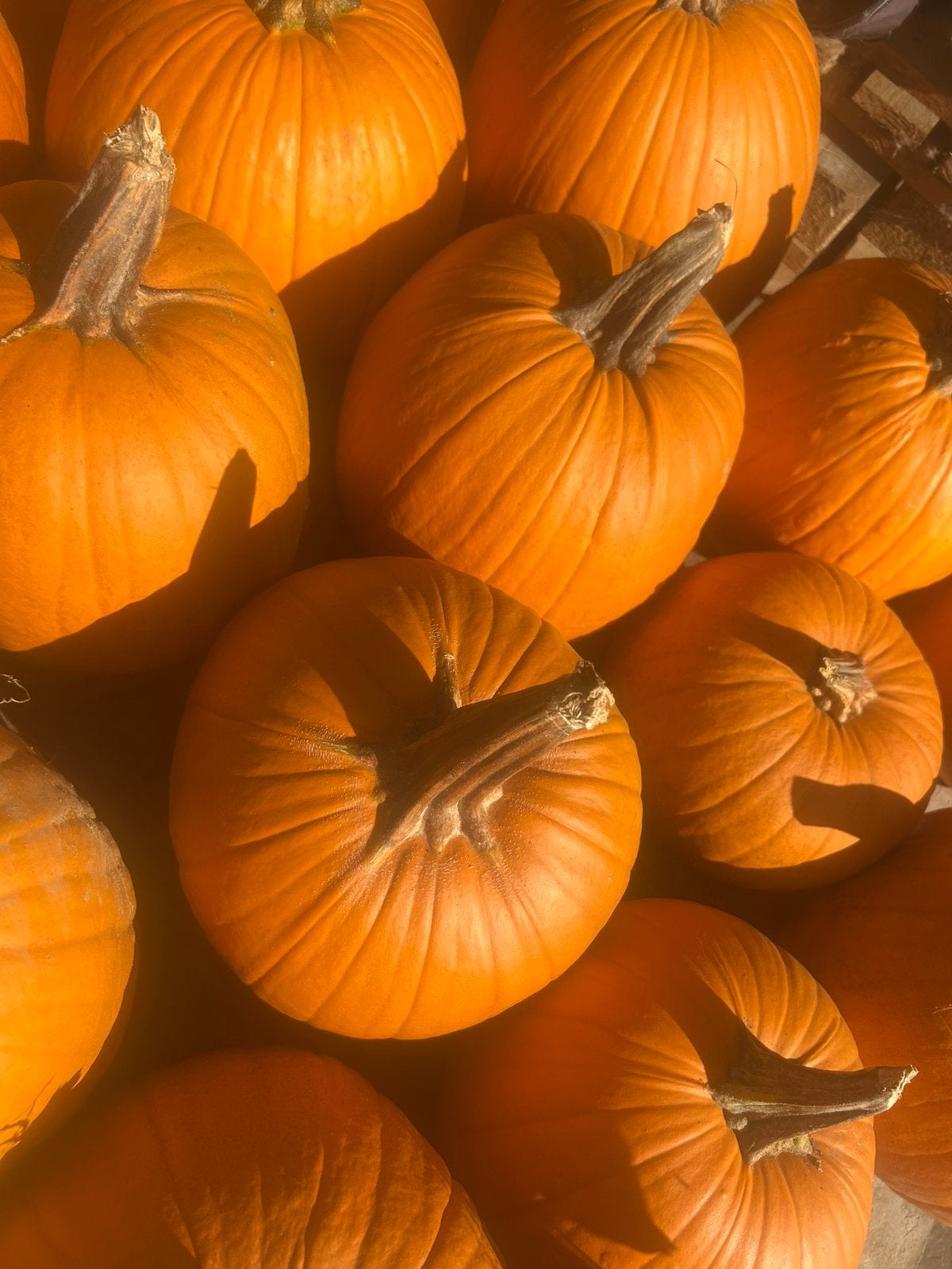 Verse BIO Pompoenen pompoen Halloweenpompoenen eigen teeld, Enlèvement
