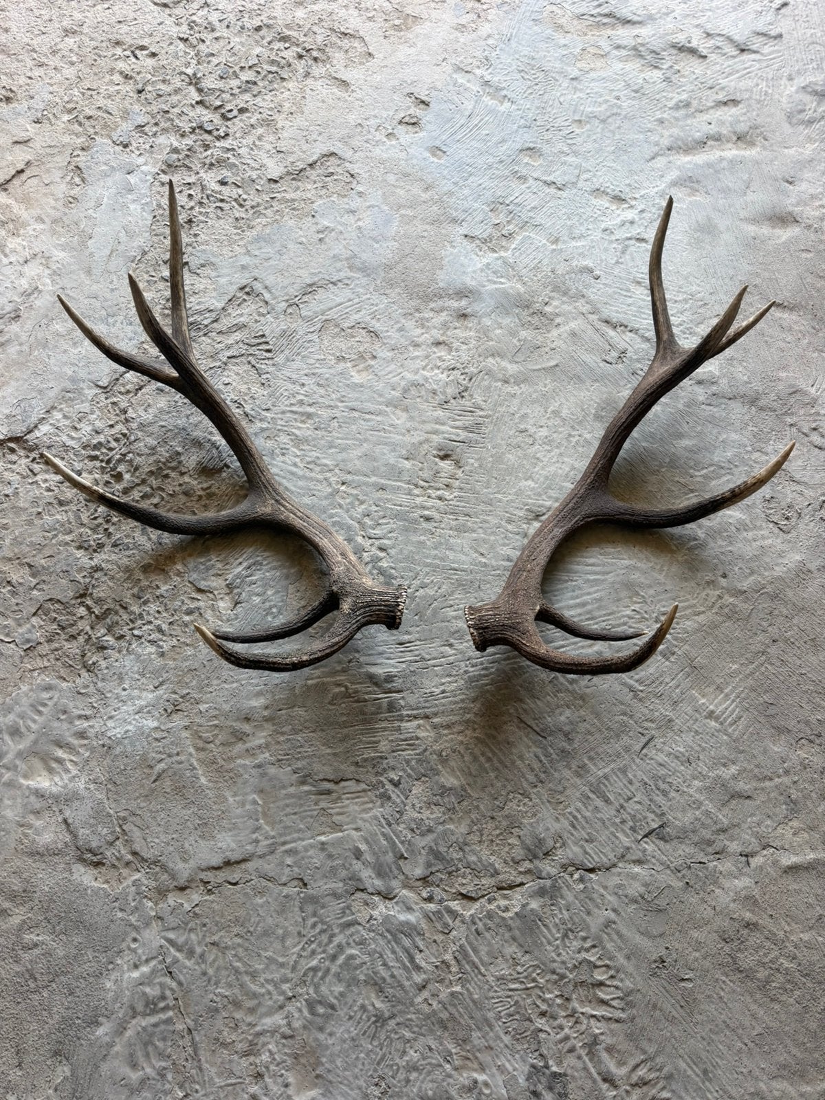 Bois de cerf, Collections, Collections Animaux, Enlèvement, Cerf