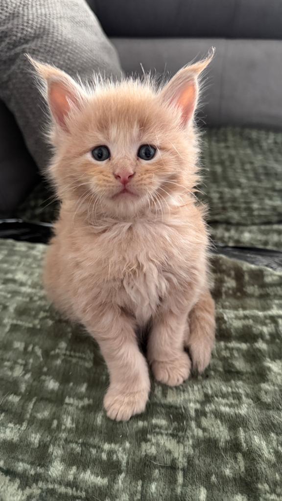 Prachtige Maine Coon kittens, Dieren en Toebehoren, Geslacht onbekend, Gechipt, 0 tot 2 jaar