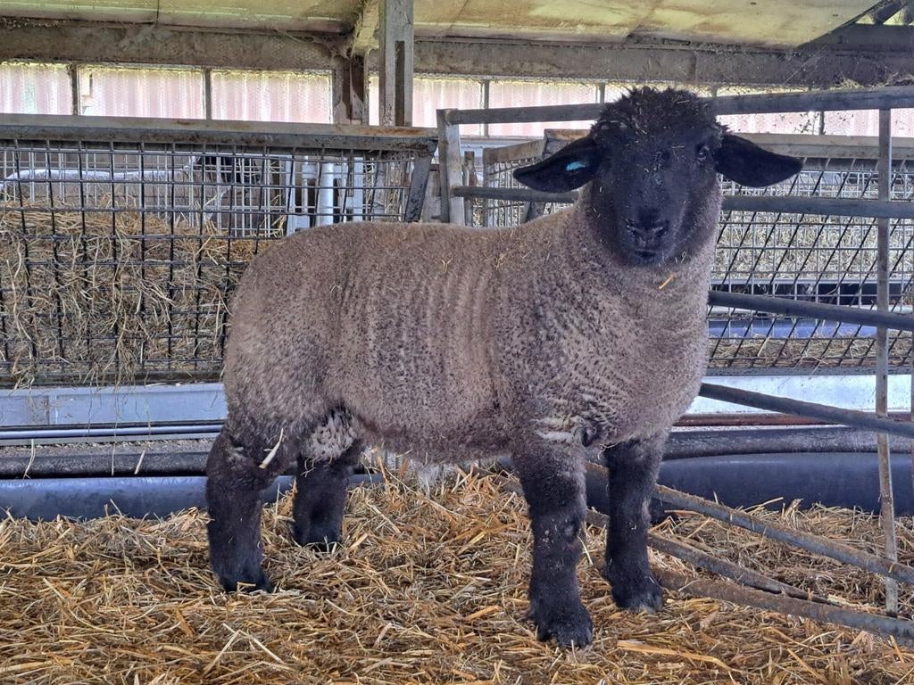 Suffolk lammeren + kweekooien, Dieren en Toebehoren, Schapen, Geiten en Varkens
