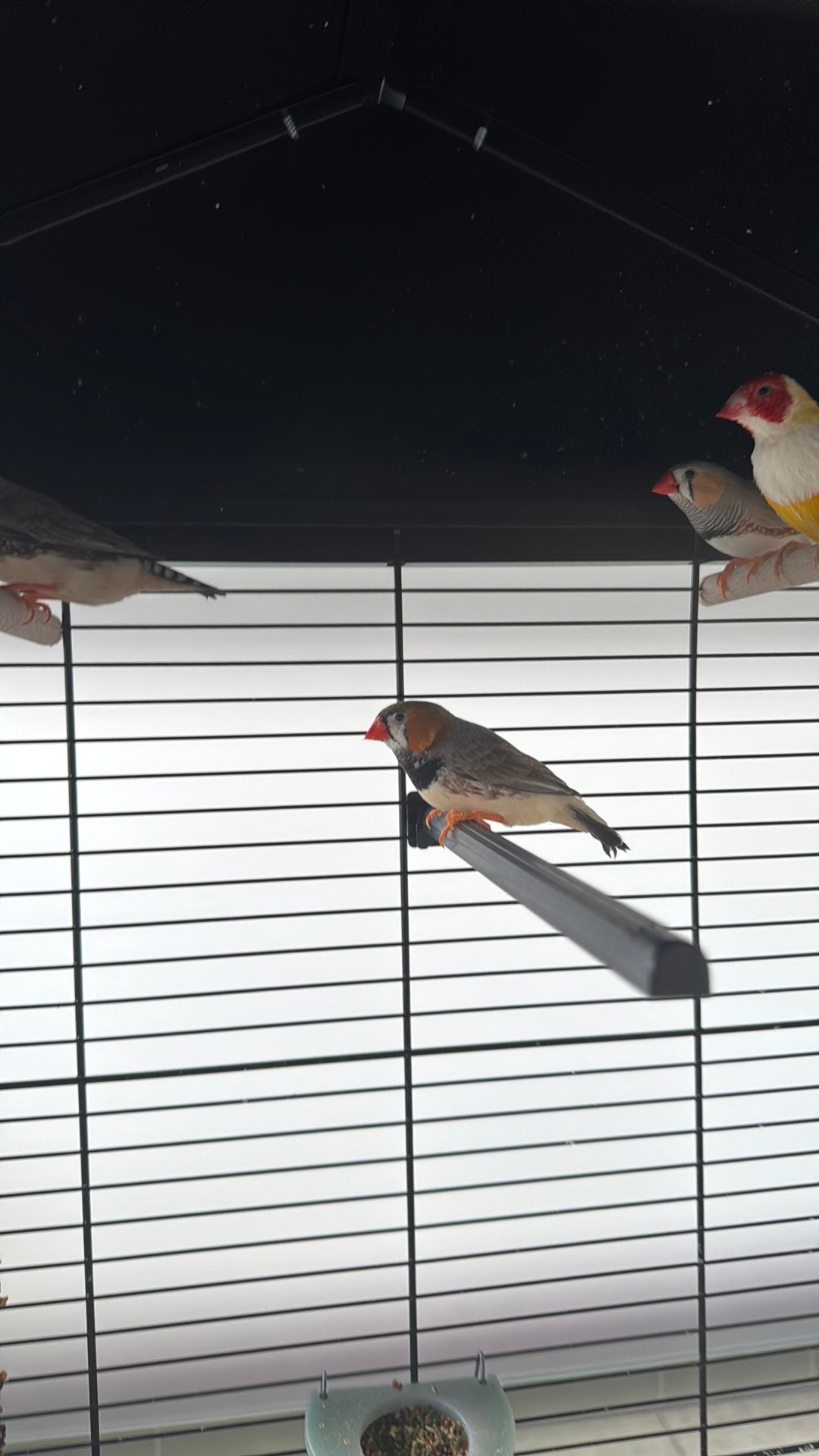 Zebravinken, Animaux & Accessoires, Oiseaux | Oiseaux Autre