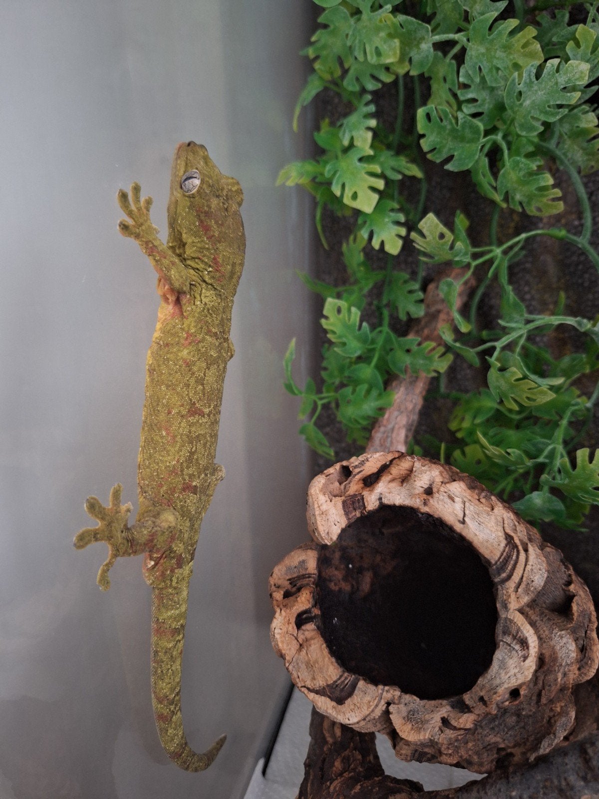 chahoua man pet only, Dieren en Toebehoren, Met terrarium
