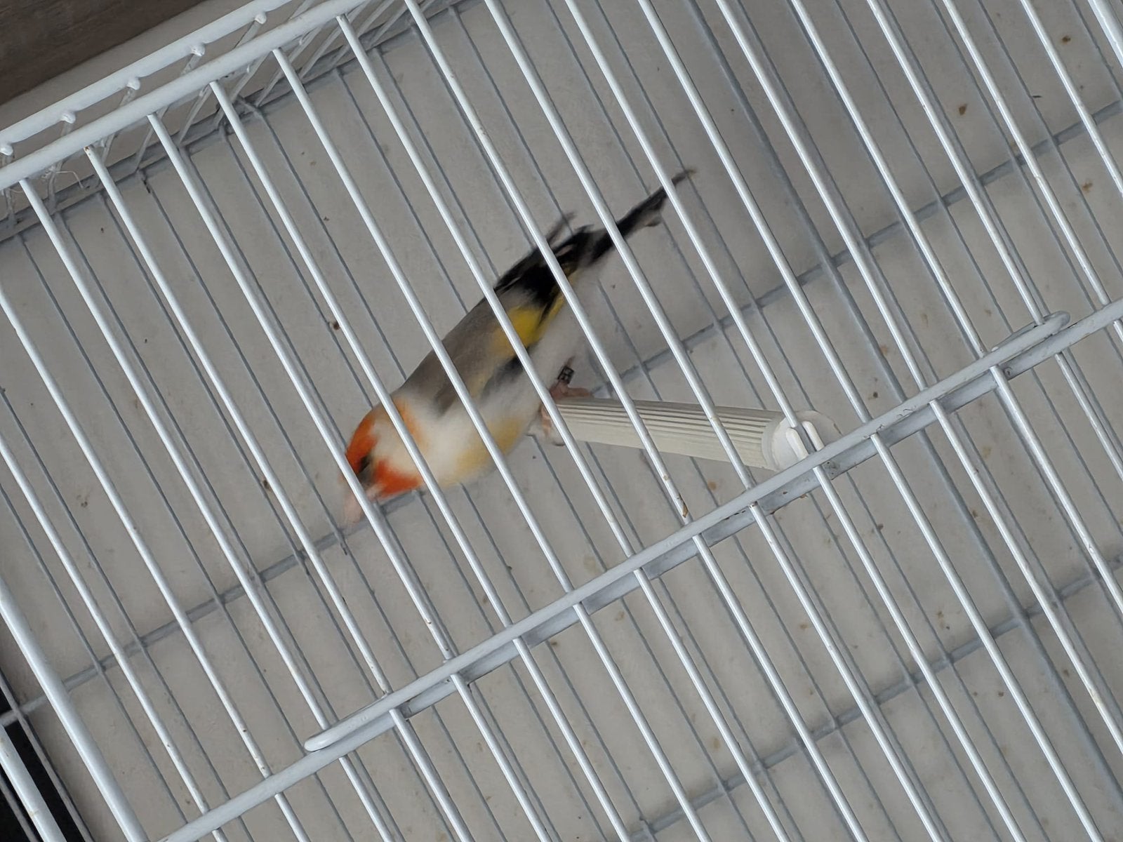 Koppel Putters, Dieren en Toebehoren