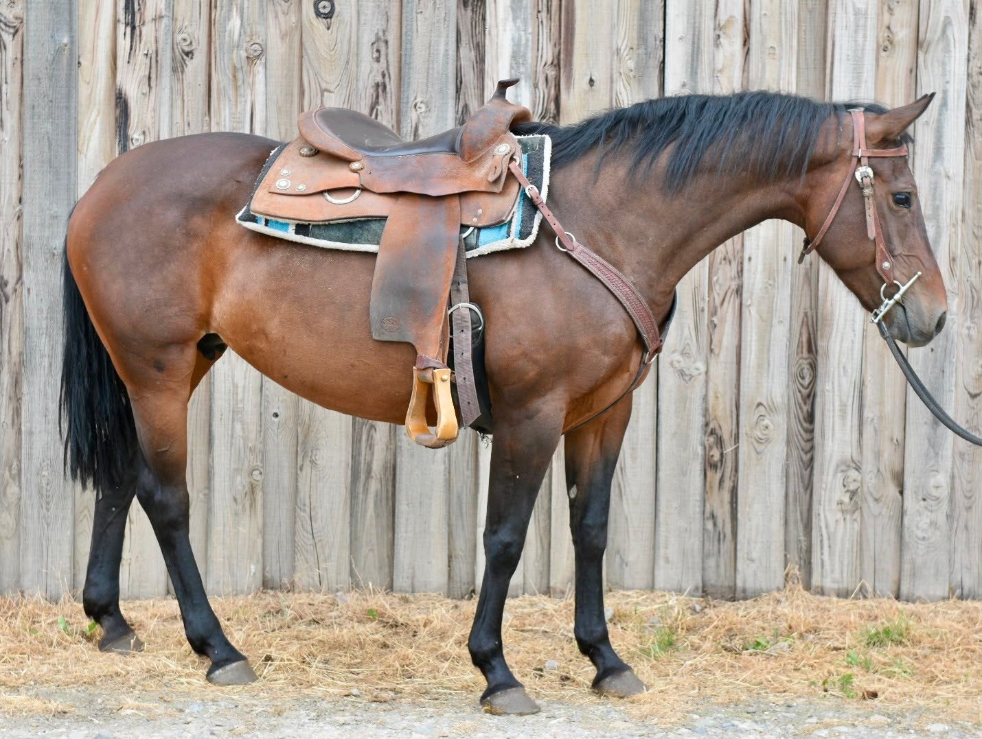 leuke paint merrie met top karakter, Dieren en Toebehoren, Paarden, Merrie, M