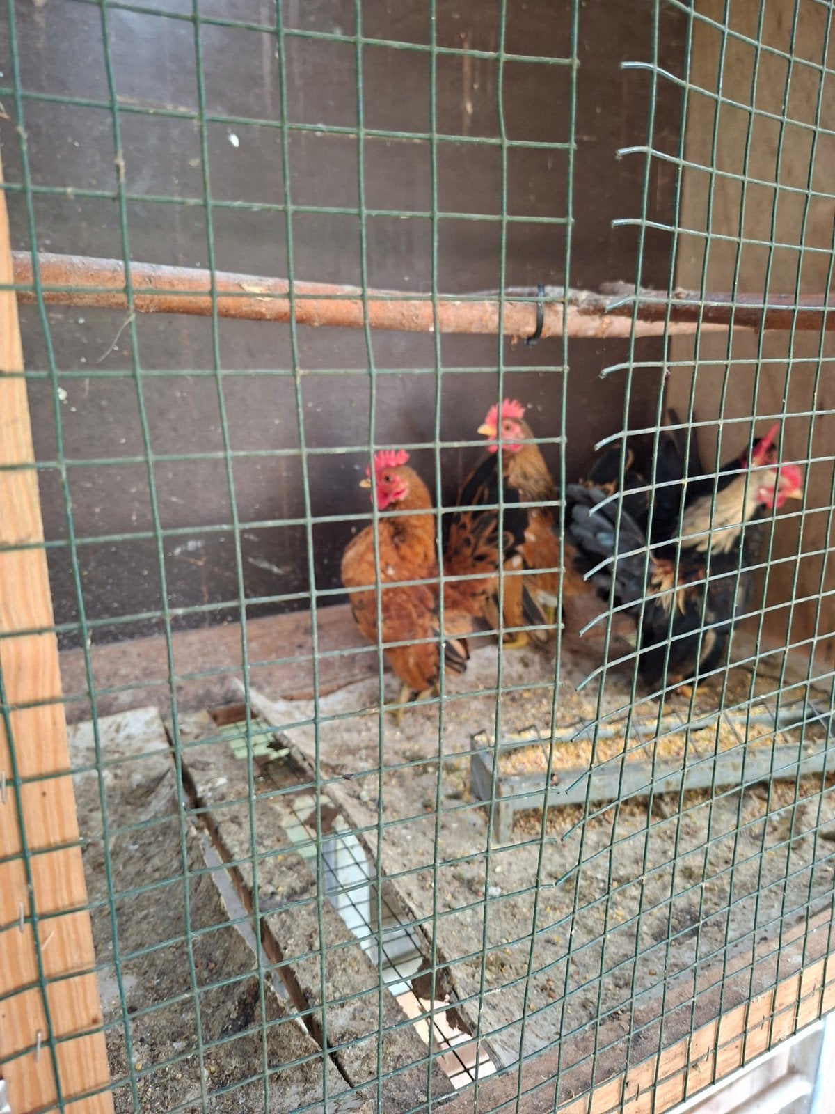 Serama, Dieren en Toebehoren