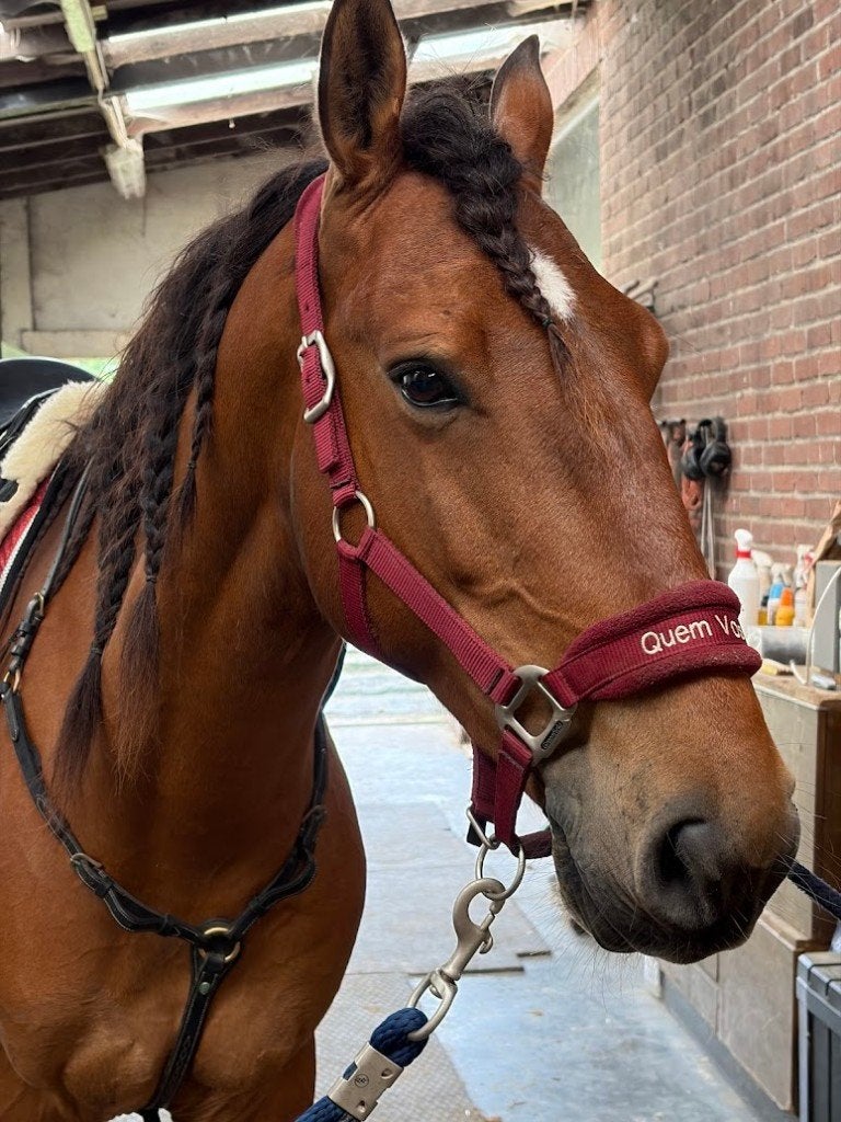 6 jarige ruin, Animaux & Accessoires, Chevaux, B, Hongre, Moins de 160 cm, Avec pedigree