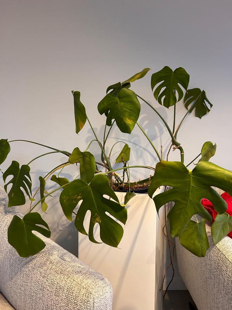 Monstera plant, Ophalen