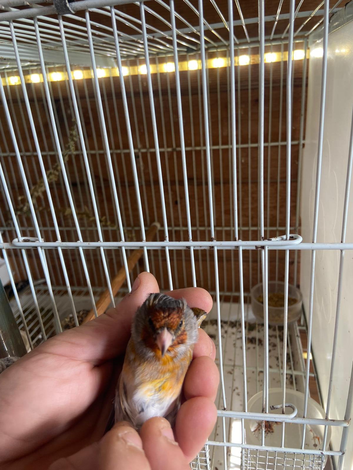 kruiser distelvink x kanarie man, Animaux & Accessoires, Mâle, Oiseau chanteur sauvage, Bagué