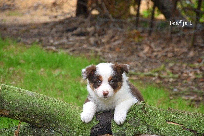 Prachtige Border Collie pupjes, Maladie de Carré (chiens), Chienne, Belgique, Colley