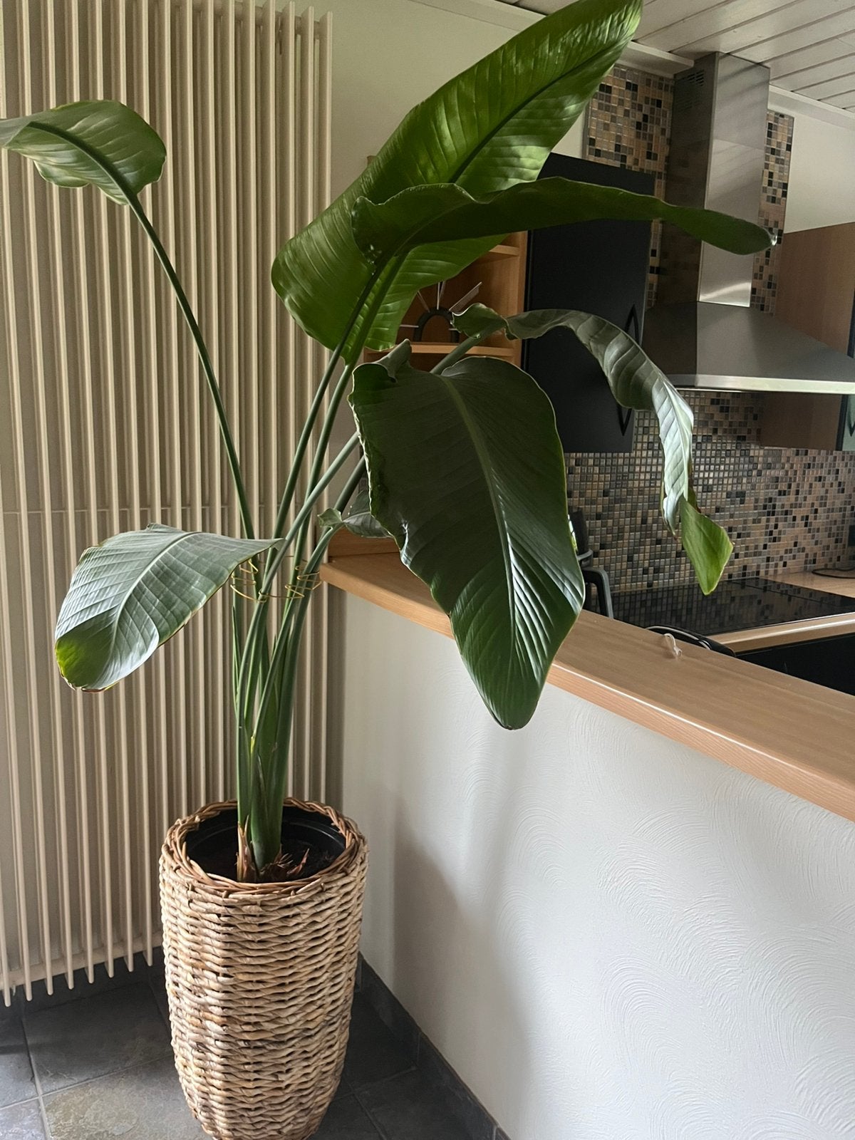 Reuzenparadijsvogelplant, Enlèvement