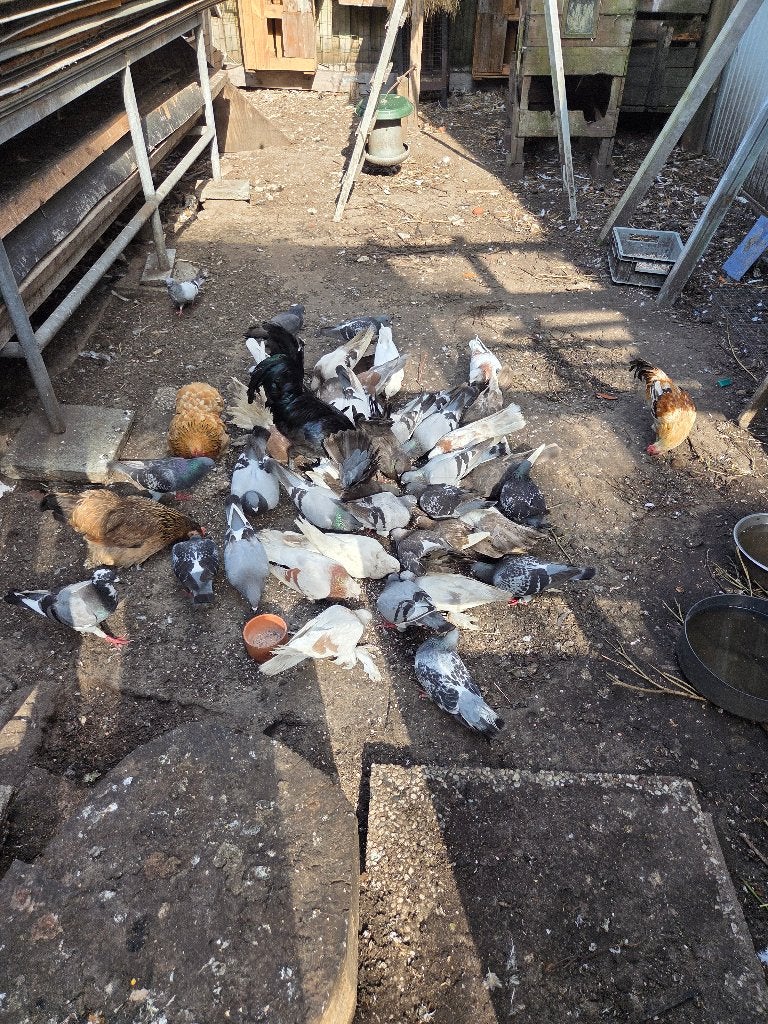 Postduiven/tuimelaars te koop, Dieren en Toebehoren, Vogels | Duiven