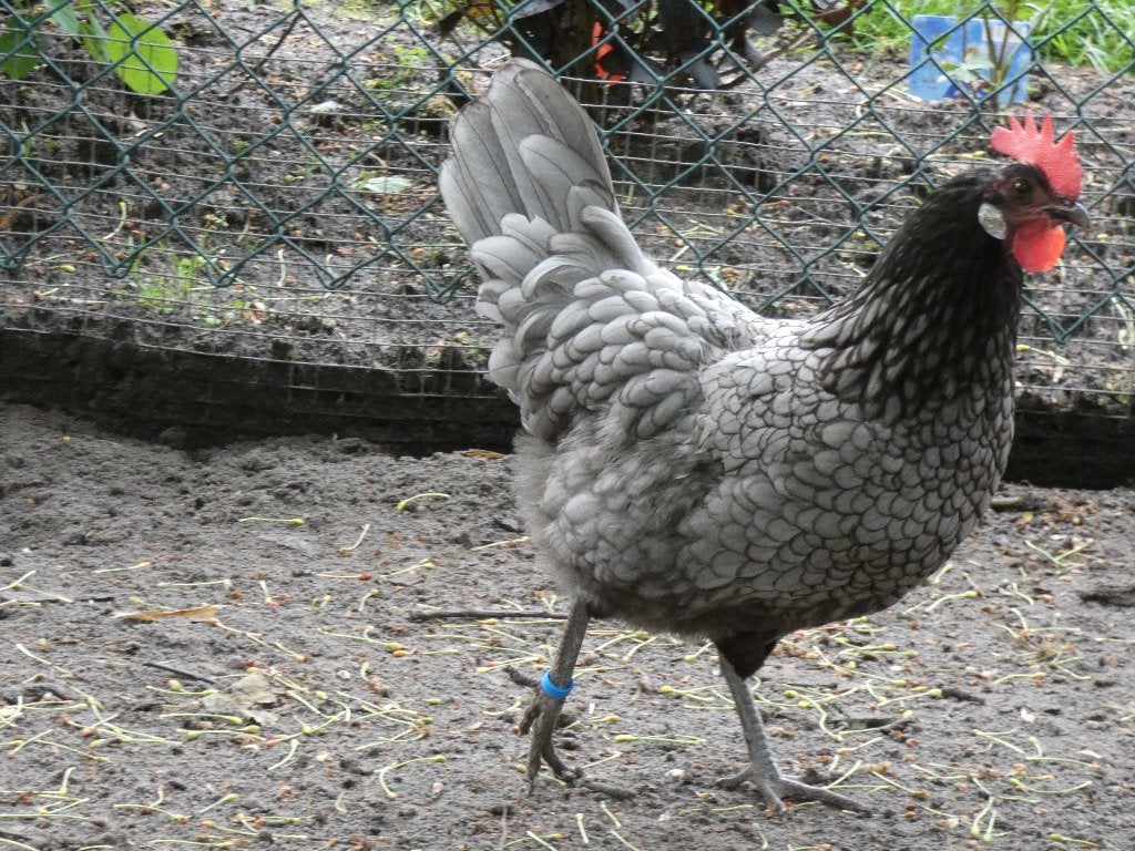 2 hennen andalusier x australorp, Dieren en Toebehoren, Kip
