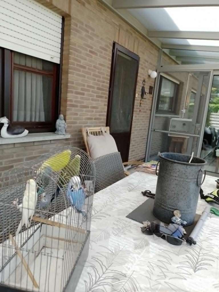 grasparkieten, Dieren en Toebehoren