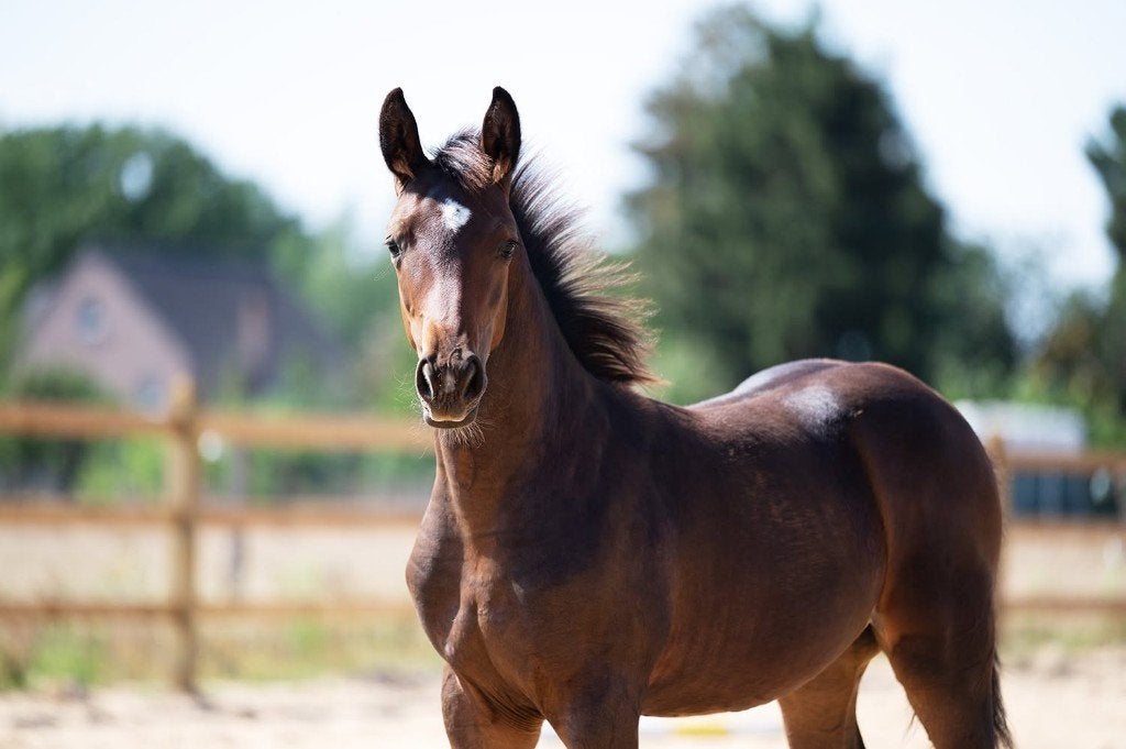 Top merrieveulen Codex One uit zus 1m65 springpaard, Avec pedigree, 165 à 170 cm, Ne s'applique pas, 0 à 2 ans