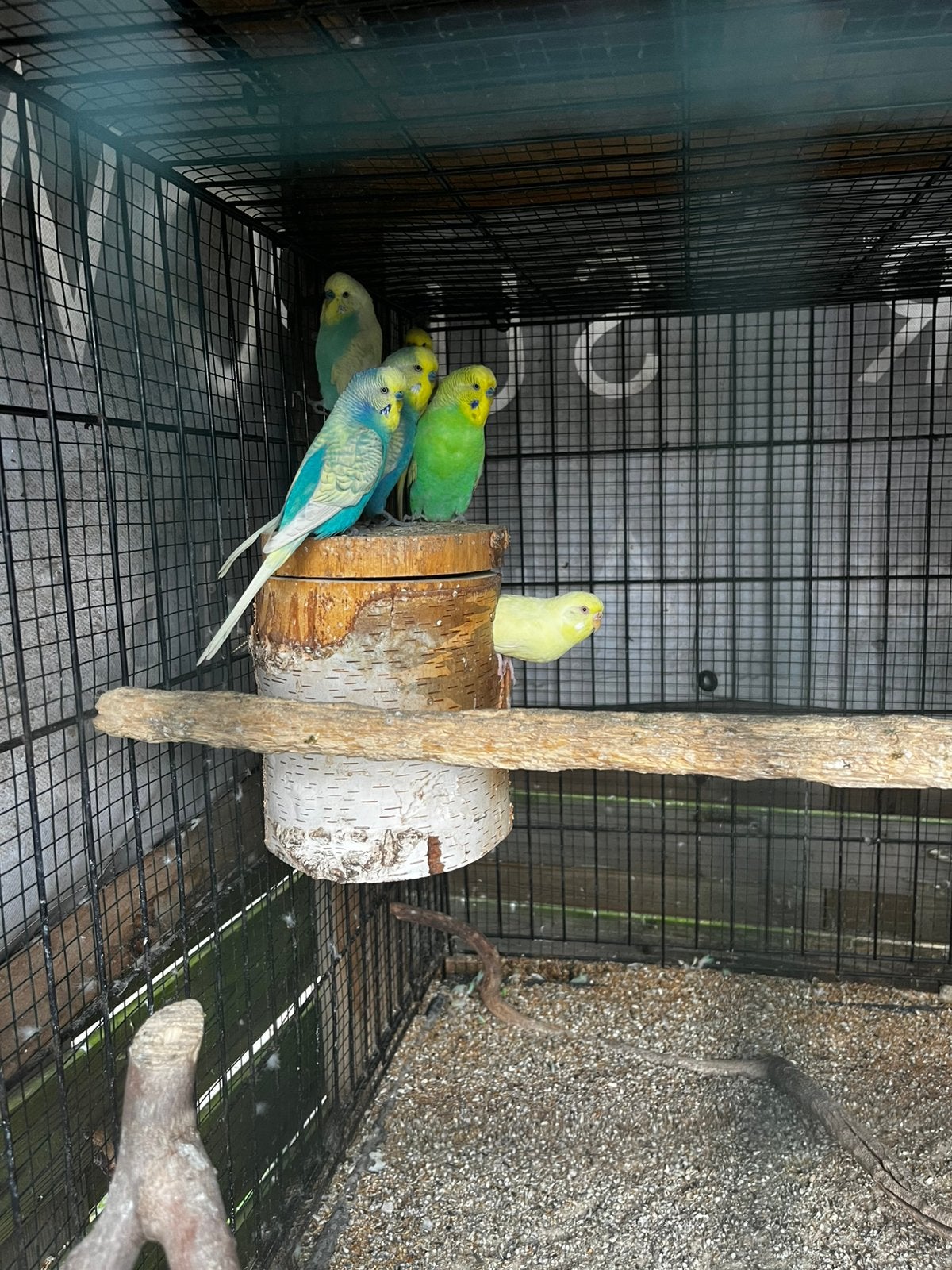 Grasparkieten te koop, 5€ per vogel, Meerdere dieren, Parkiet, Tam