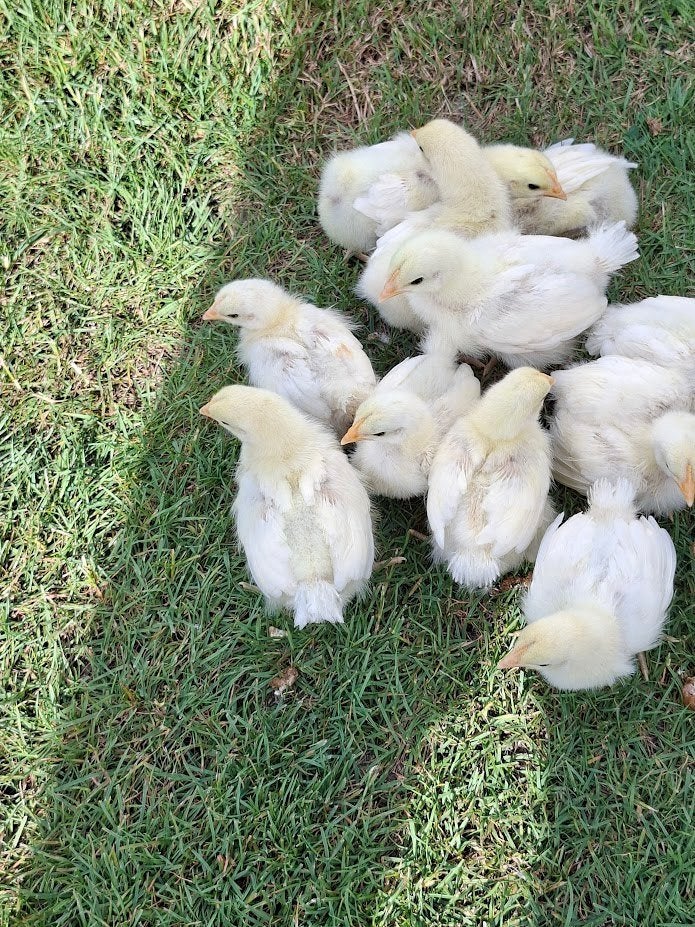 poule de bresse kuikens, Dieren en Toebehoren, Pluimvee, Geslacht onbekend, Kip