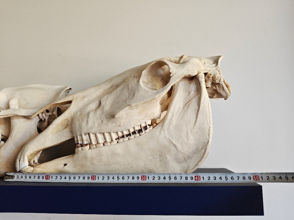 schedel paard, Enlèvement ou Envoi, Utilisé, Cheval, Crâne