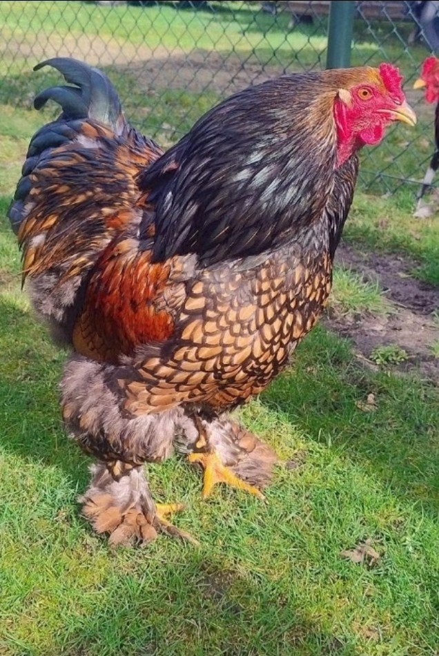 Jonge Brahma Hanen te koop!!, Dieren en Toebehoren