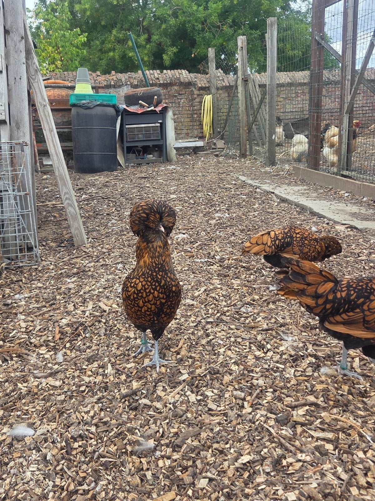 padua hen, Dieren en Toebehoren, Pluimvee, Vrouwelijk, Kip