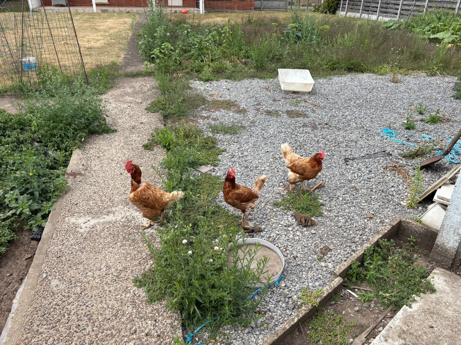 4 oude legkippen gratis, Dieren en Toebehoren