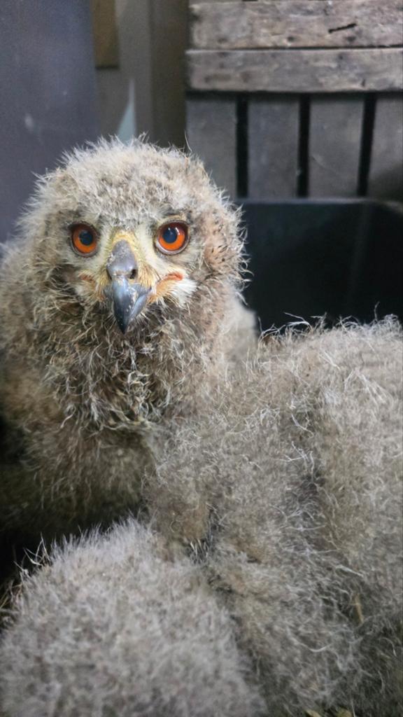 Jonge Europese hoehoe (Bubo Bubo ), Dieren en Toebehoren