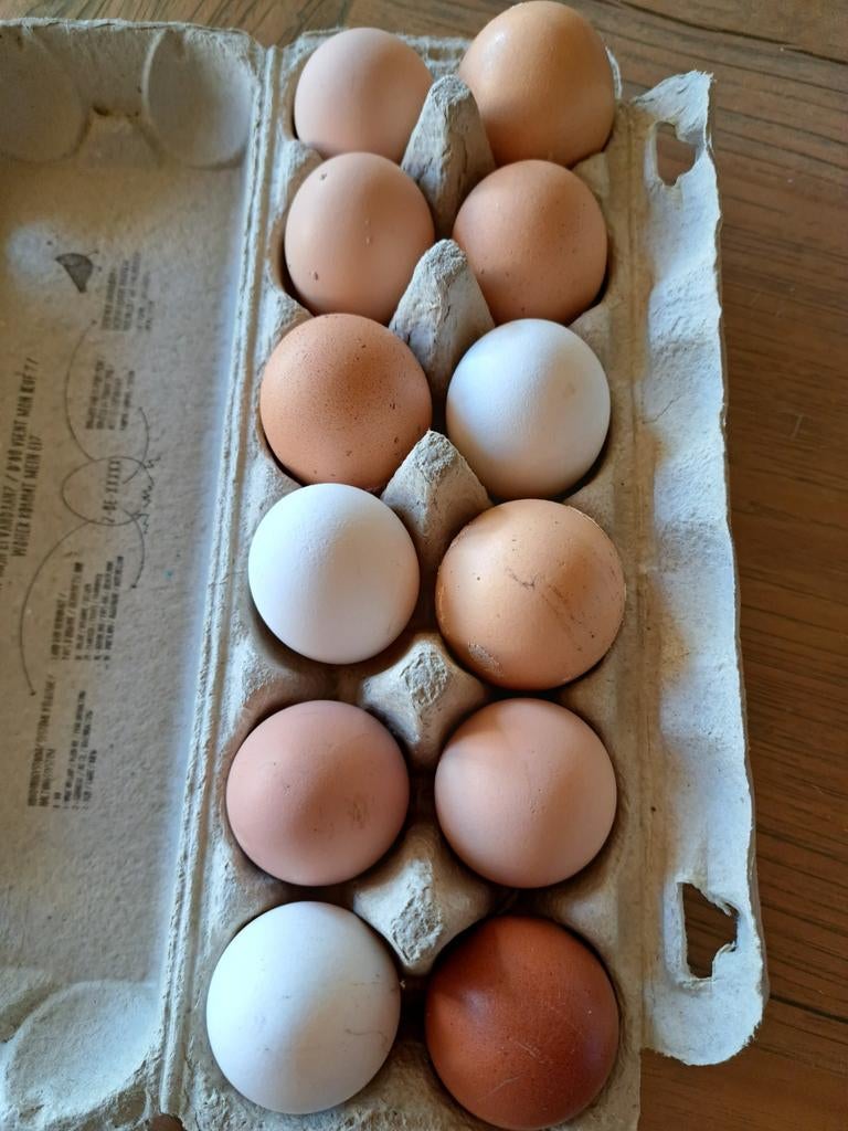 Eieren mix kleur, Dieren en Toebehoren, Ophalen
