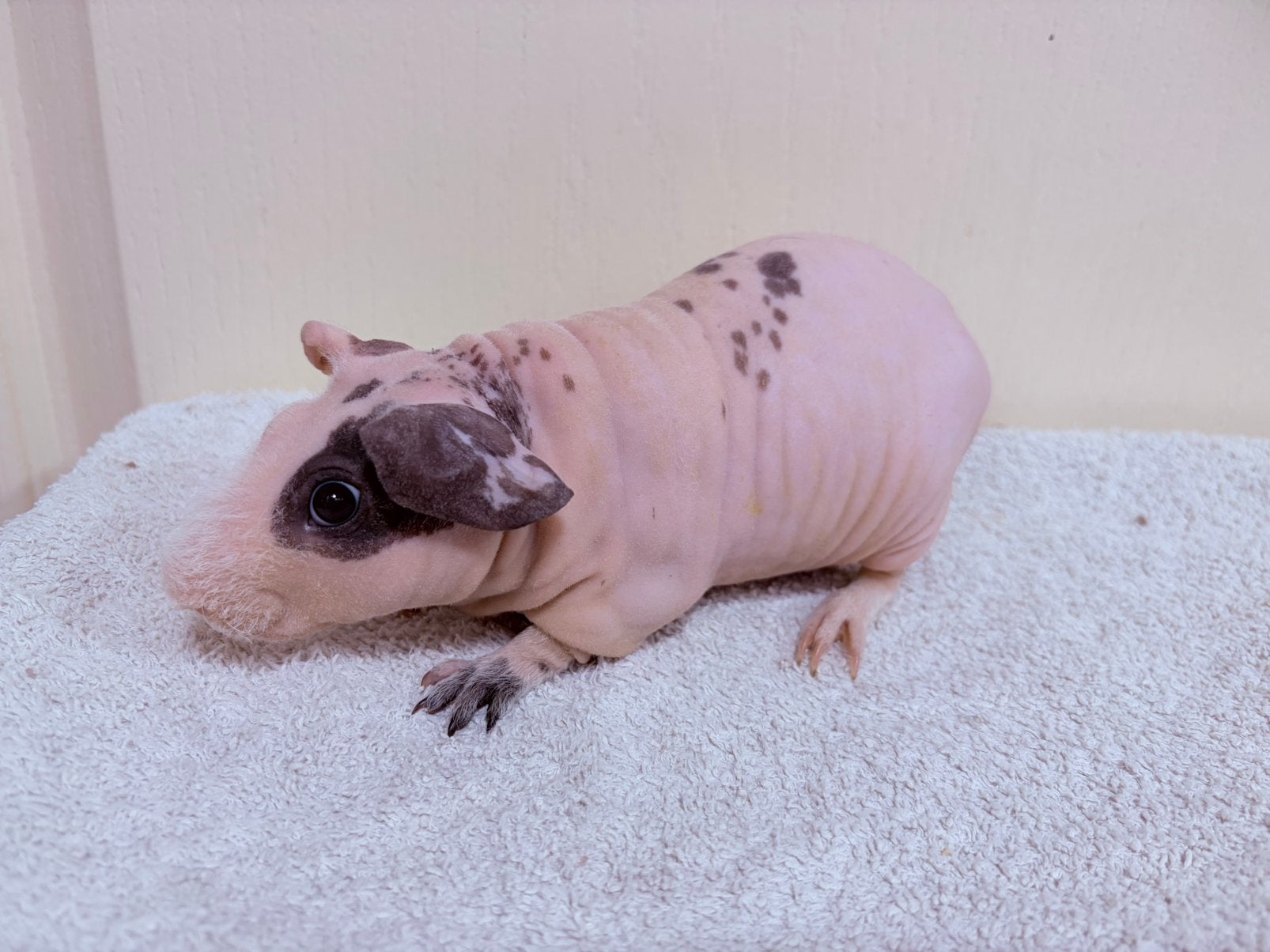 Super Mooi dalmatiner skinny cavia beertje, Cavia, Mannelijk, Mei, Tam