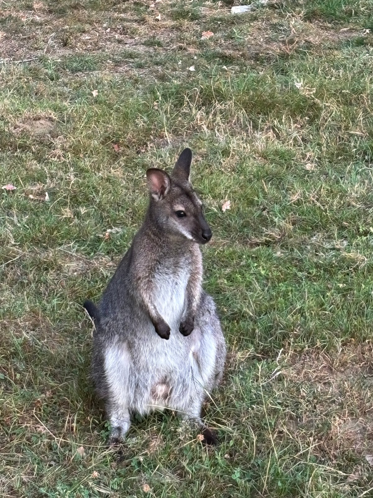 Wallaby mannetje, Août, Mâle