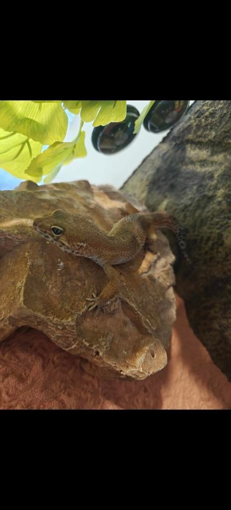 Giant luipaardgekko, Dieren en Toebehoren