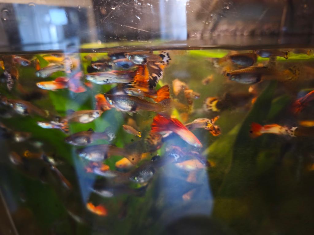 Guppies te koop, Dieren en Toebehoren, Vissen | Aquariumvissen