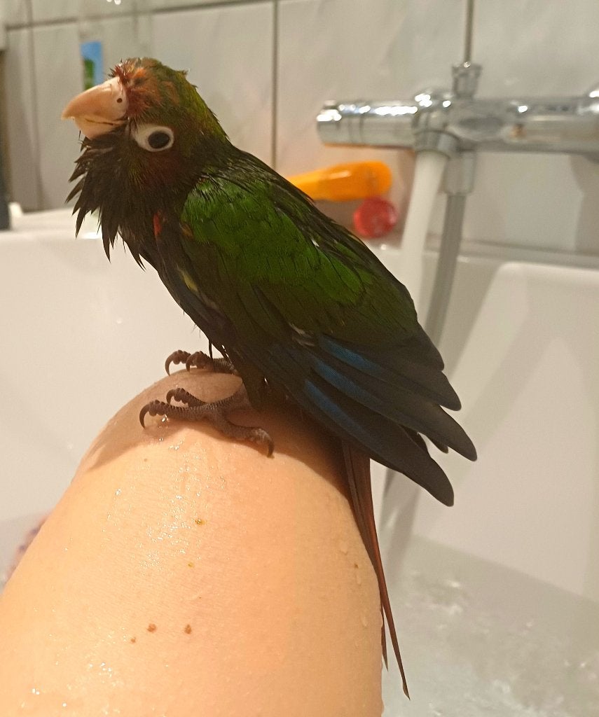 Pyrrhura zoekt nieuw huisje, Dieren en Toebehoren, Vogels | Parkieten en Papegaaien, Geslacht onbekend, Dwergpapegaai of Agapornis