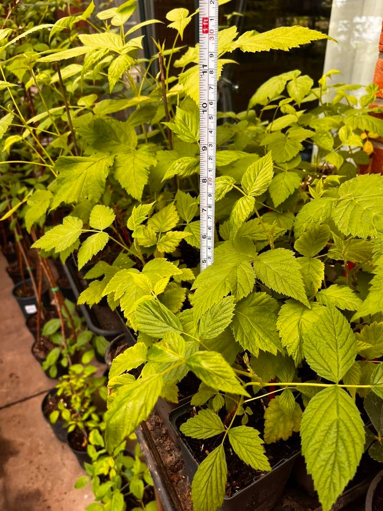Jonge frambozenplanten: ideaal om zelf te kweken!, Tuin en Terras, Vaste plant, Ophalen of Verzenden, Halfschaduw, Zomer