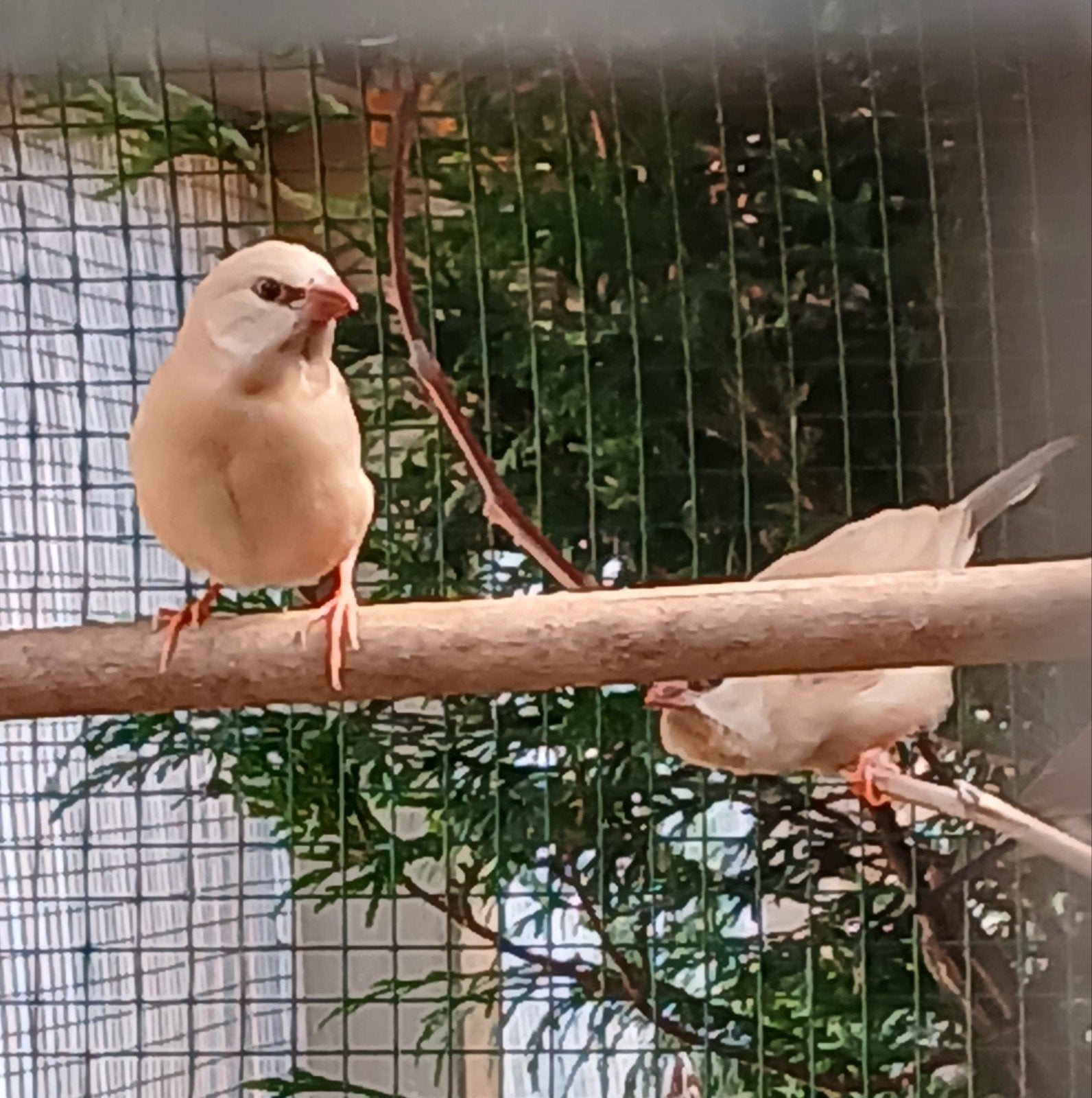 spitsstaartamadine