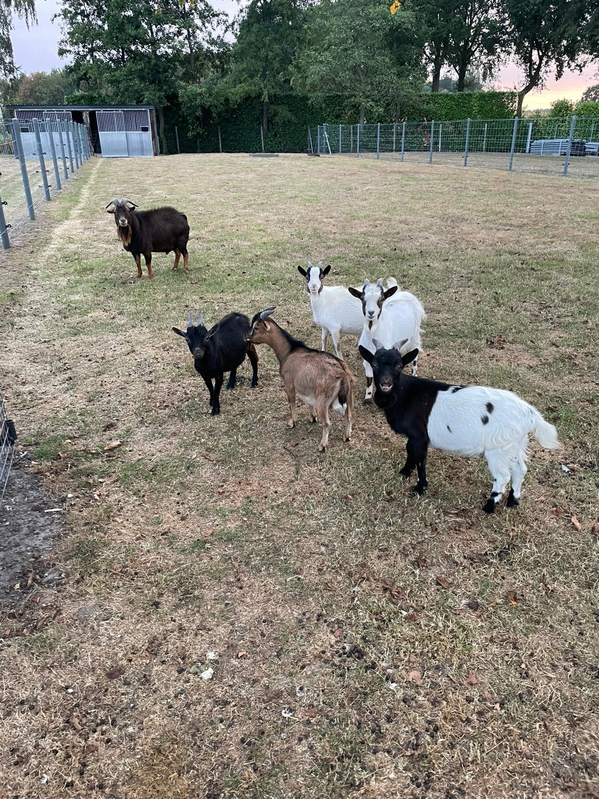 Dwerggeitjes bokjes, Dieren en Toebehoren, Mannelijk, Geit, 0 tot 2 jaar