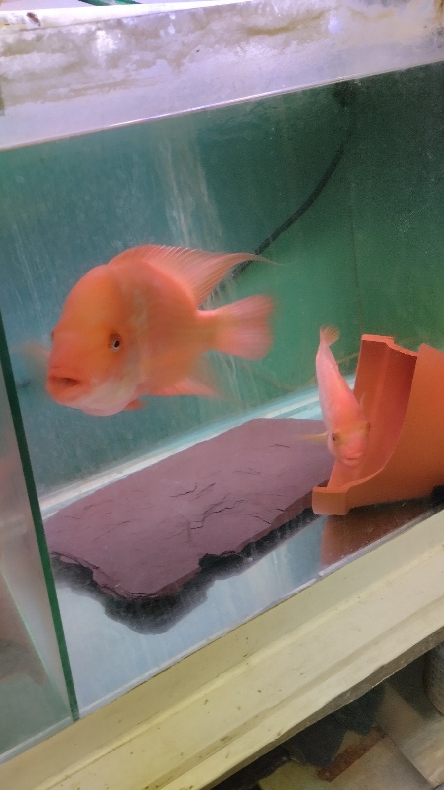 aquarium citrinellun, Animaux & Accessoires, Enlèvement