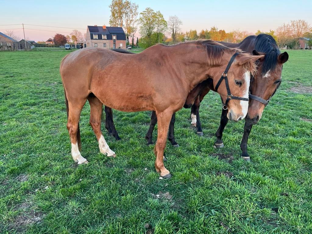 Leuk gezelschapspaard, Dieren en Toebehoren, Merrie, Met stamboom, Springpaard, Niet van toepassing